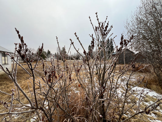 Winter Farm Chores - Setting the Scene for the Spring Ahead