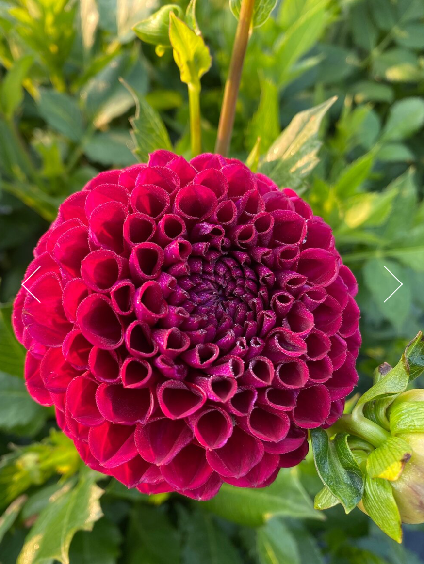 Ivanetti Dahlia Tuber