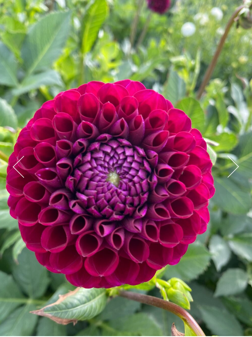 Ivanetti Dahlia Tuber