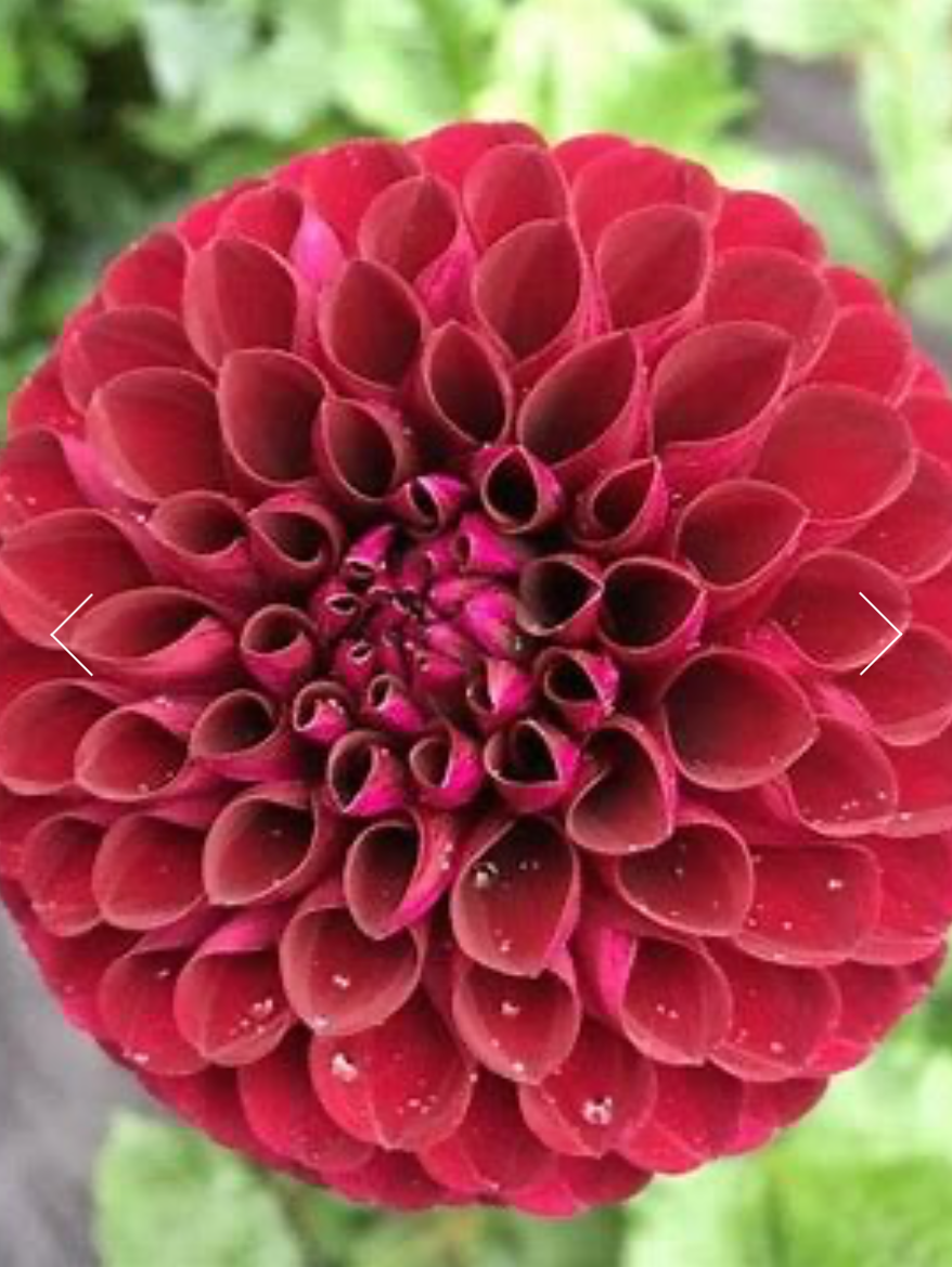 Cornel Dahlia Tuber