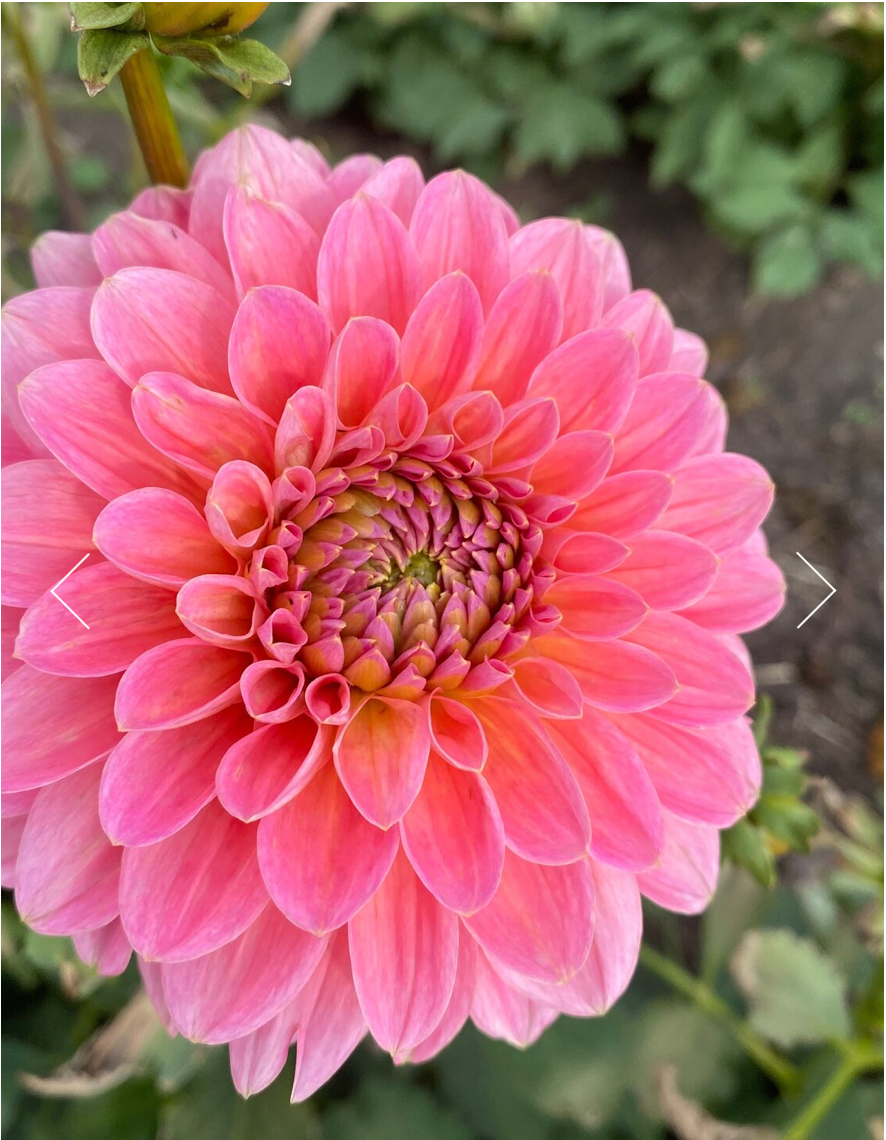 Pink Runner Dahlia Tuber