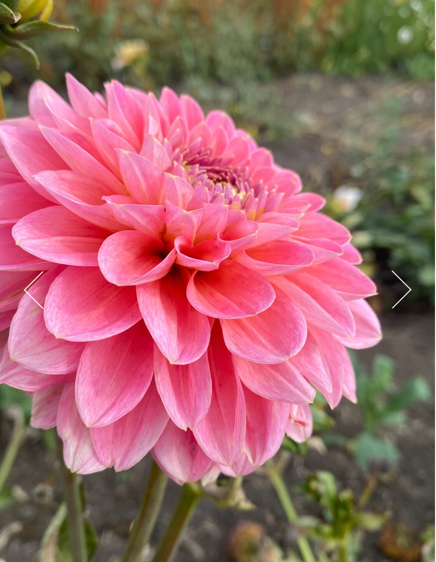 Pink Runner Dahlia Tuber