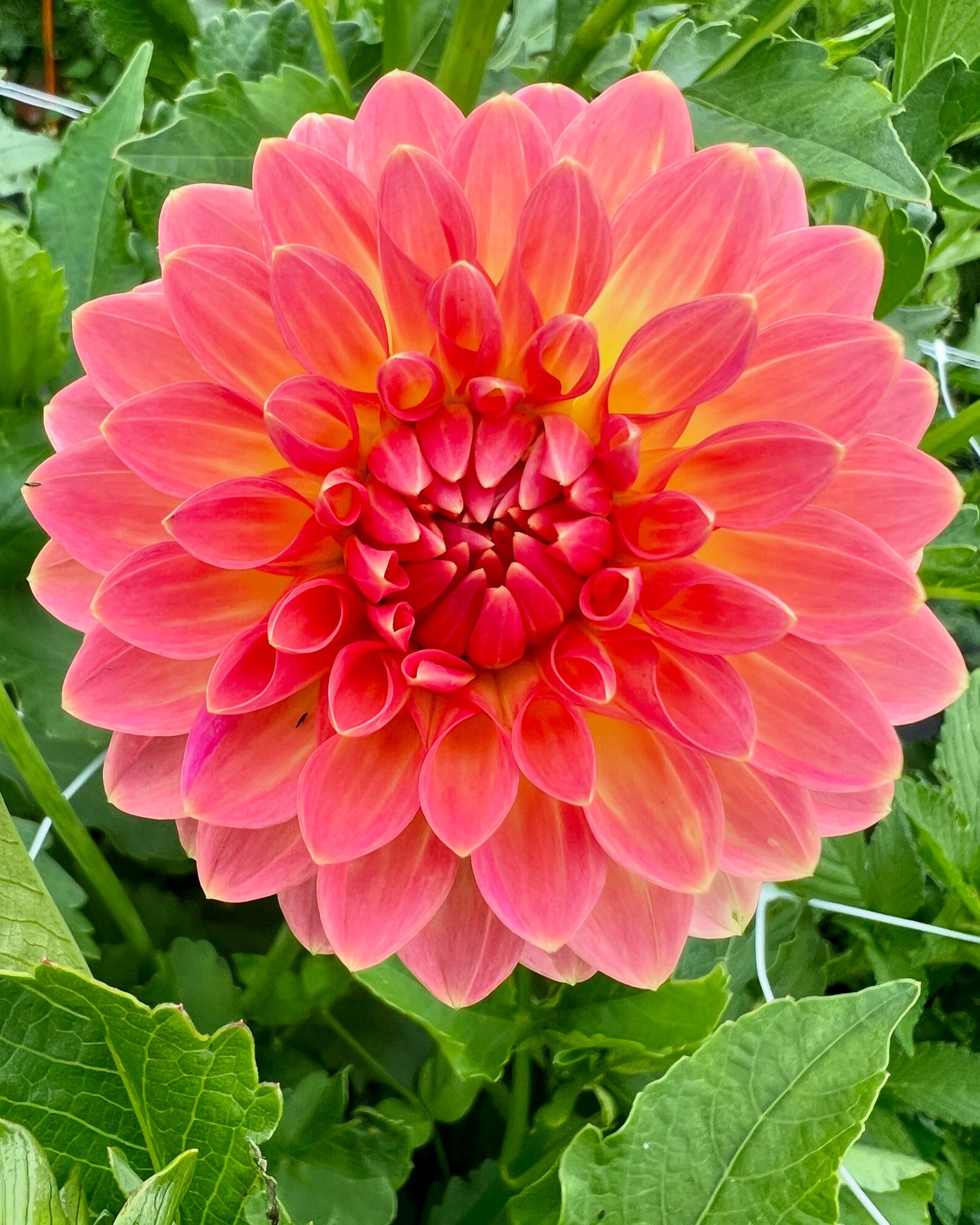 Hillcrest Suffusion Dahlia Tuber