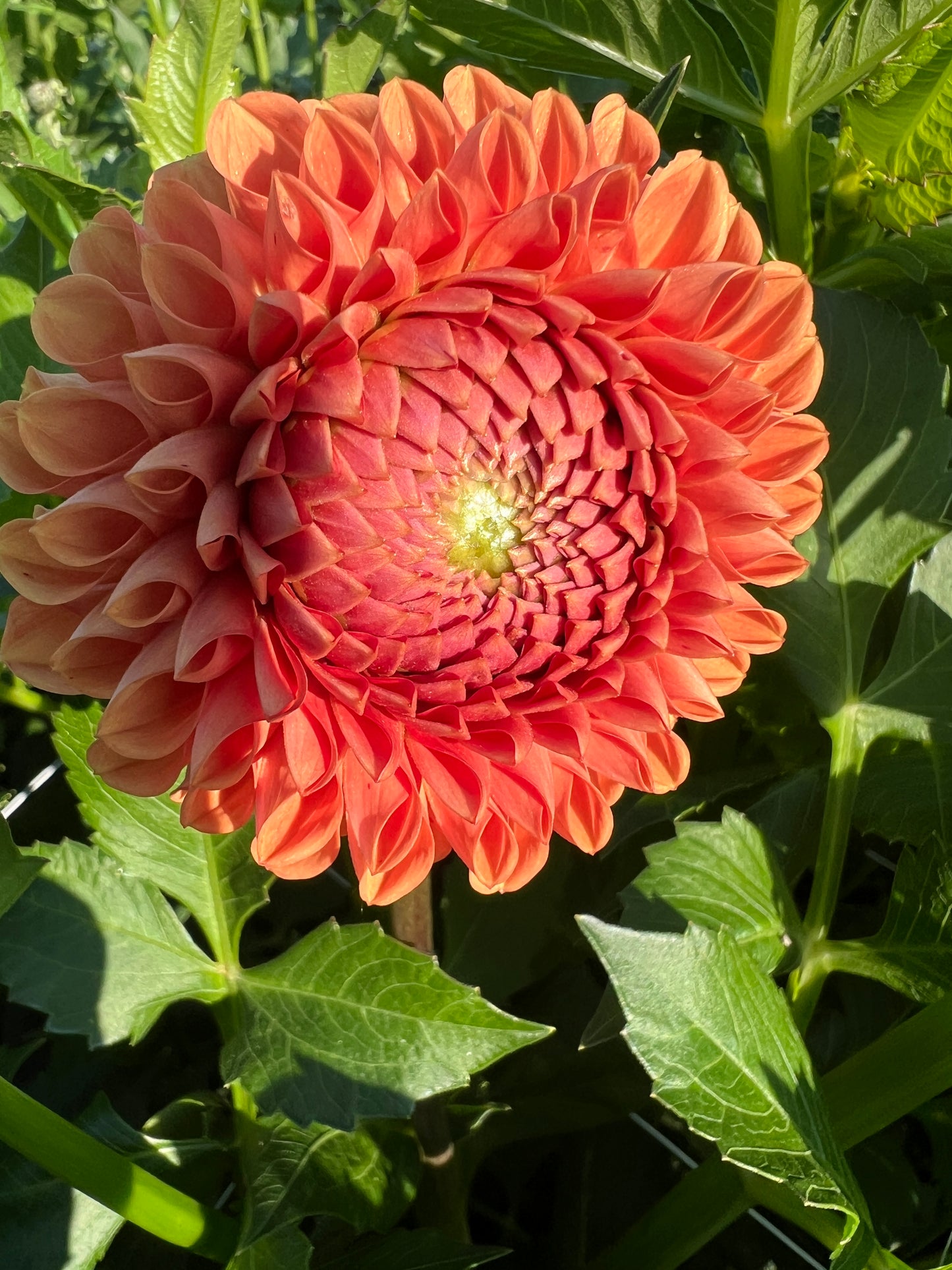 Cornel Brons Dahlia Tuber