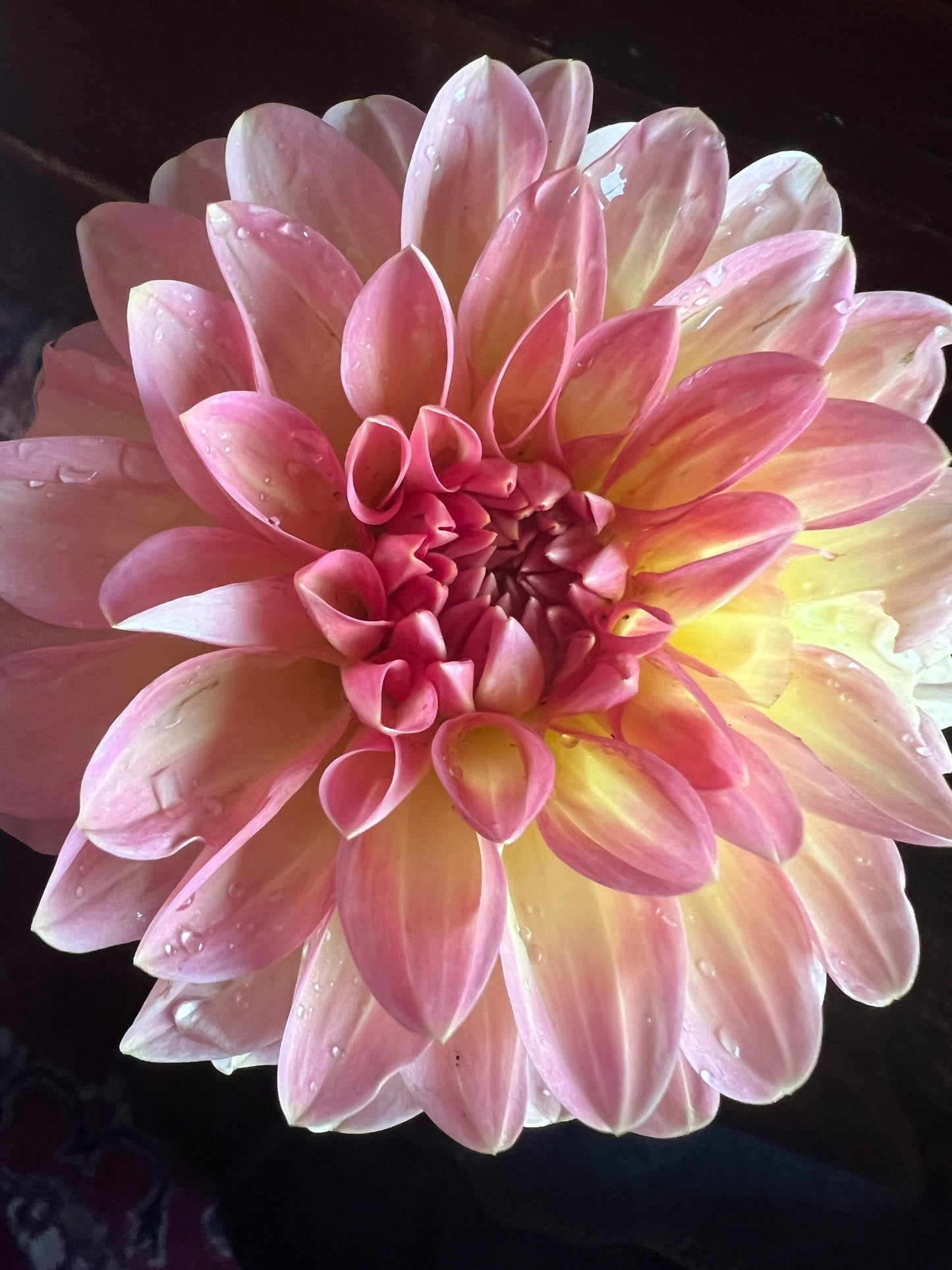 Hillcrest Suffusion Dahlia Tuber