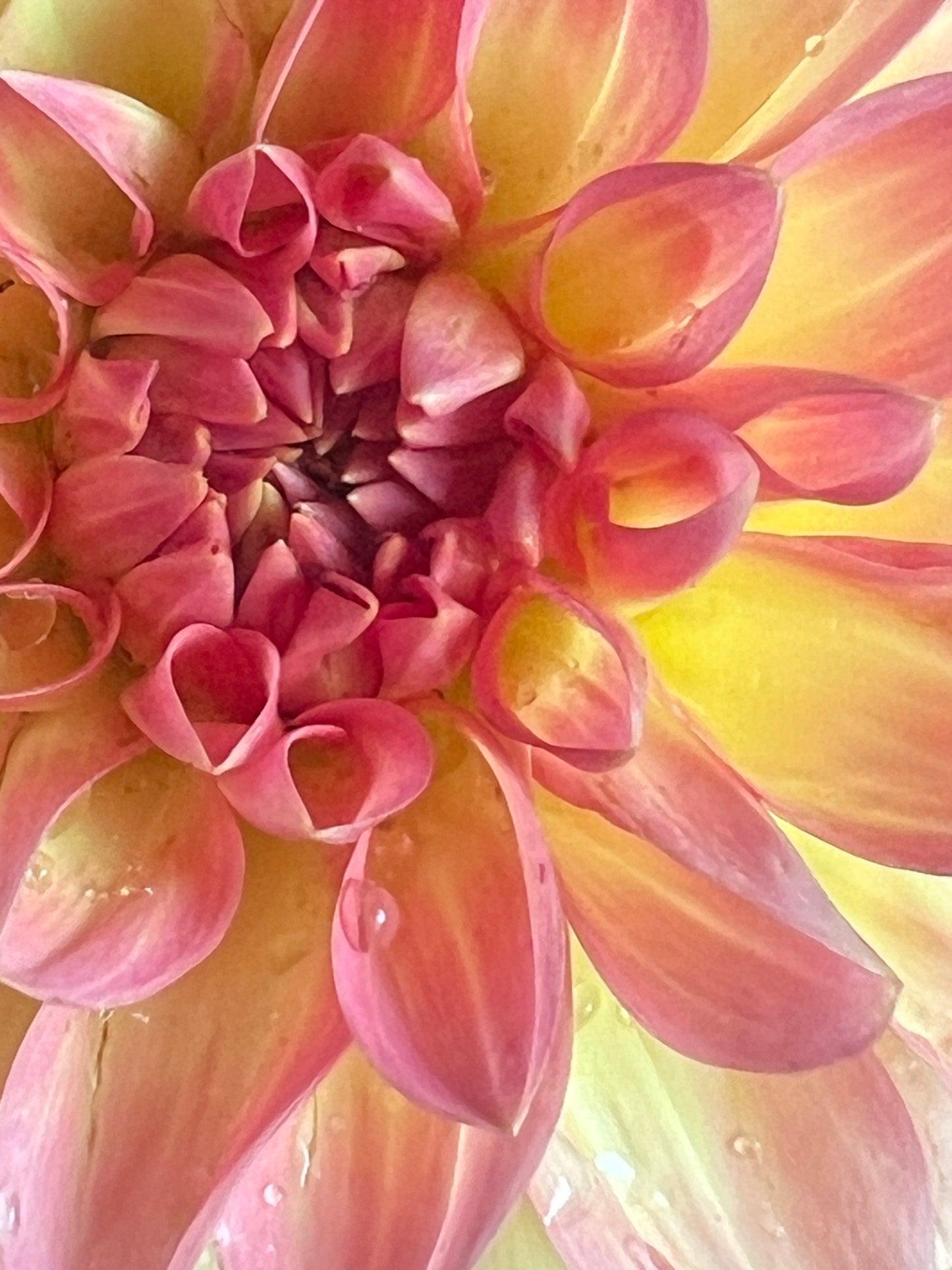 Hillcrest Suffusion Dahlia Tuber
