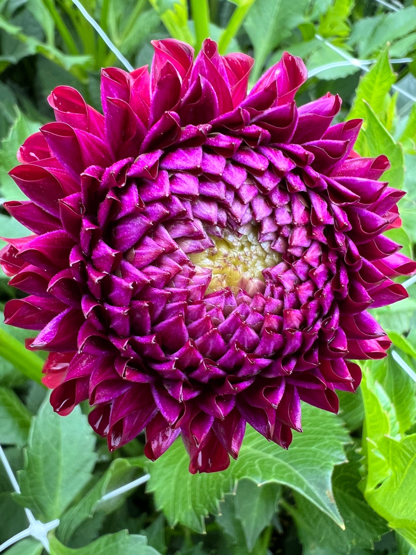 Ivanetti Dahlia Tuber