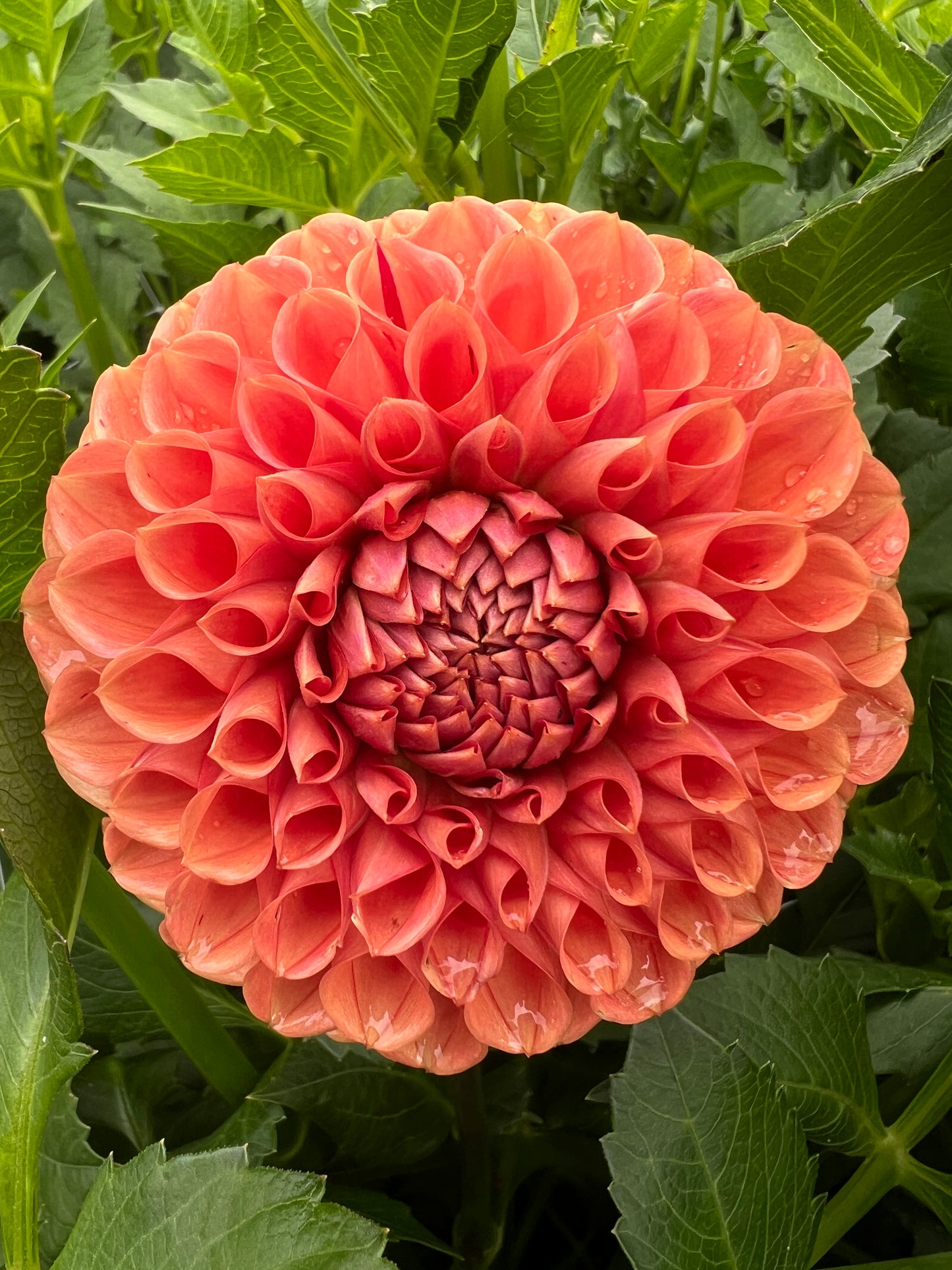Cornel Brons Dahlia Tuber