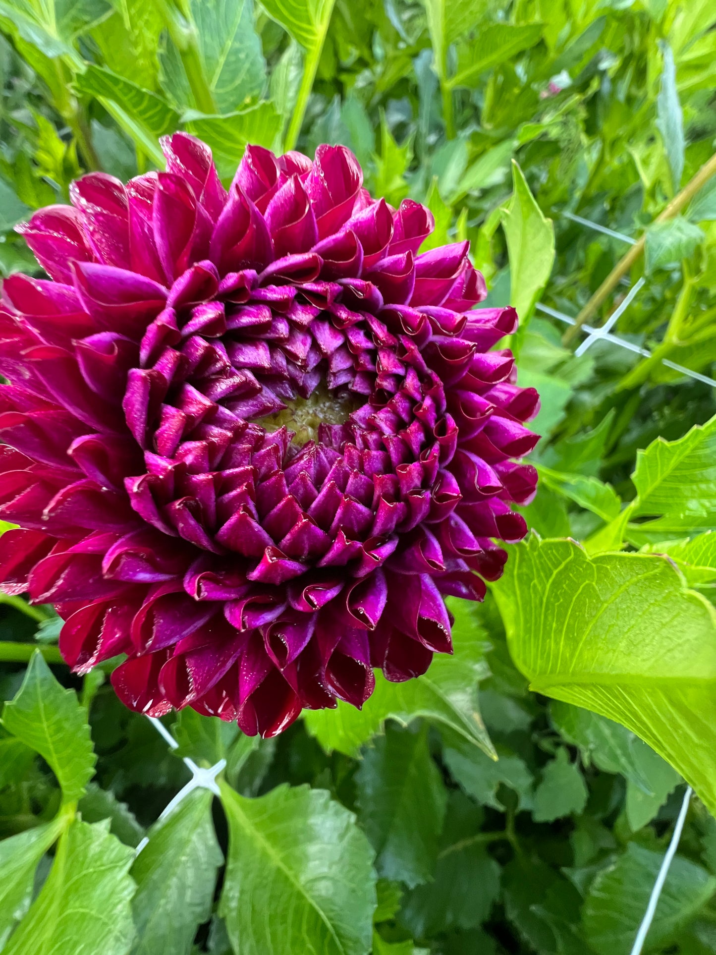 Ivanetti Dahlia Tuber