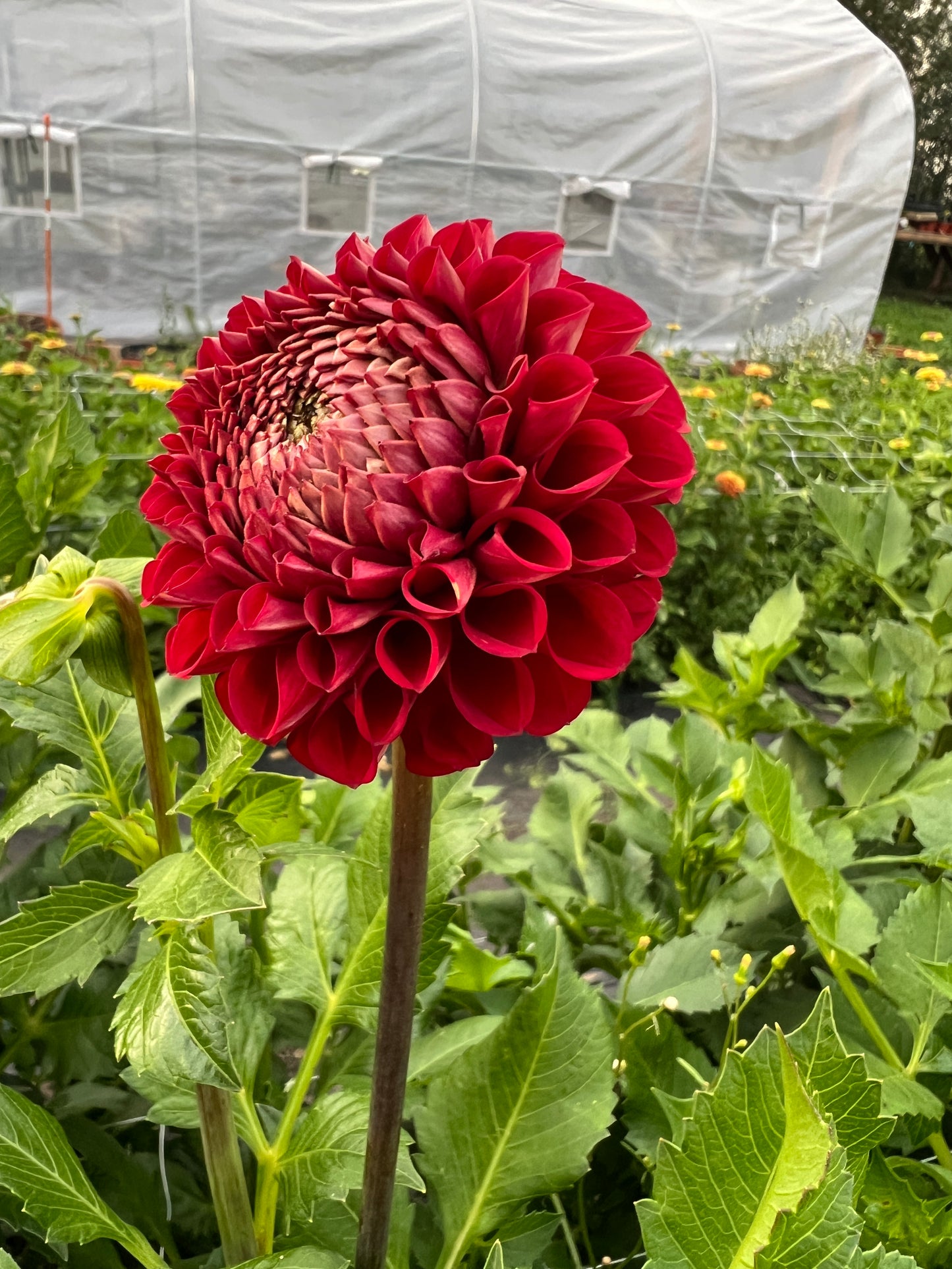 Ivanetti Dahlia Tuber