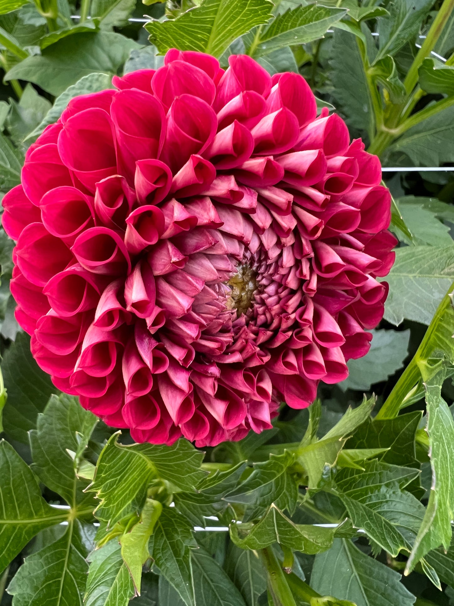 Cornel Dahlia Tuber