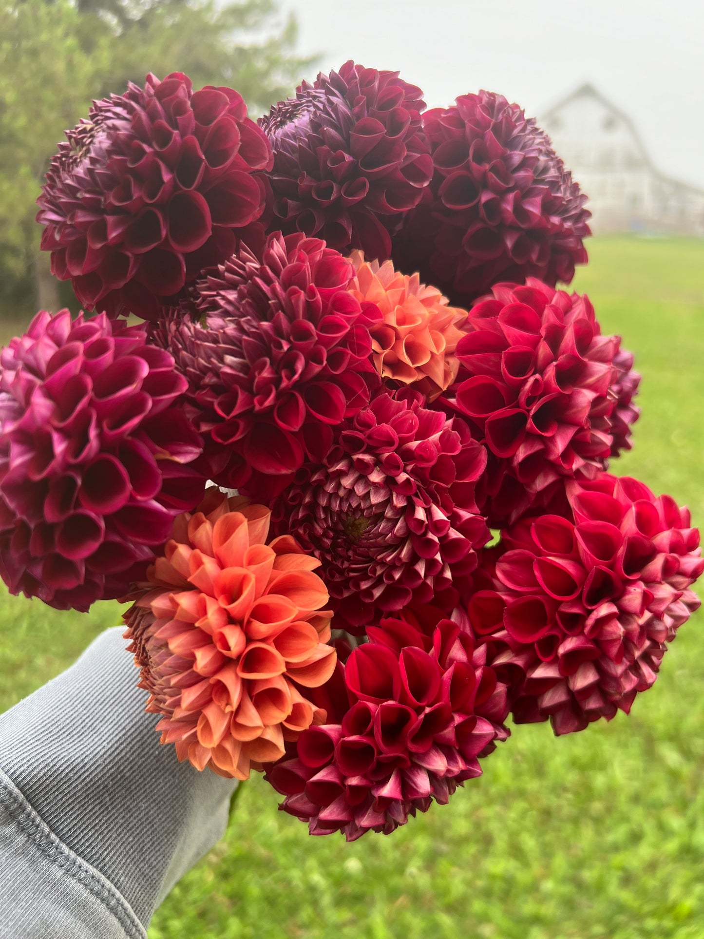 Ivanetti Dahlia Tuber