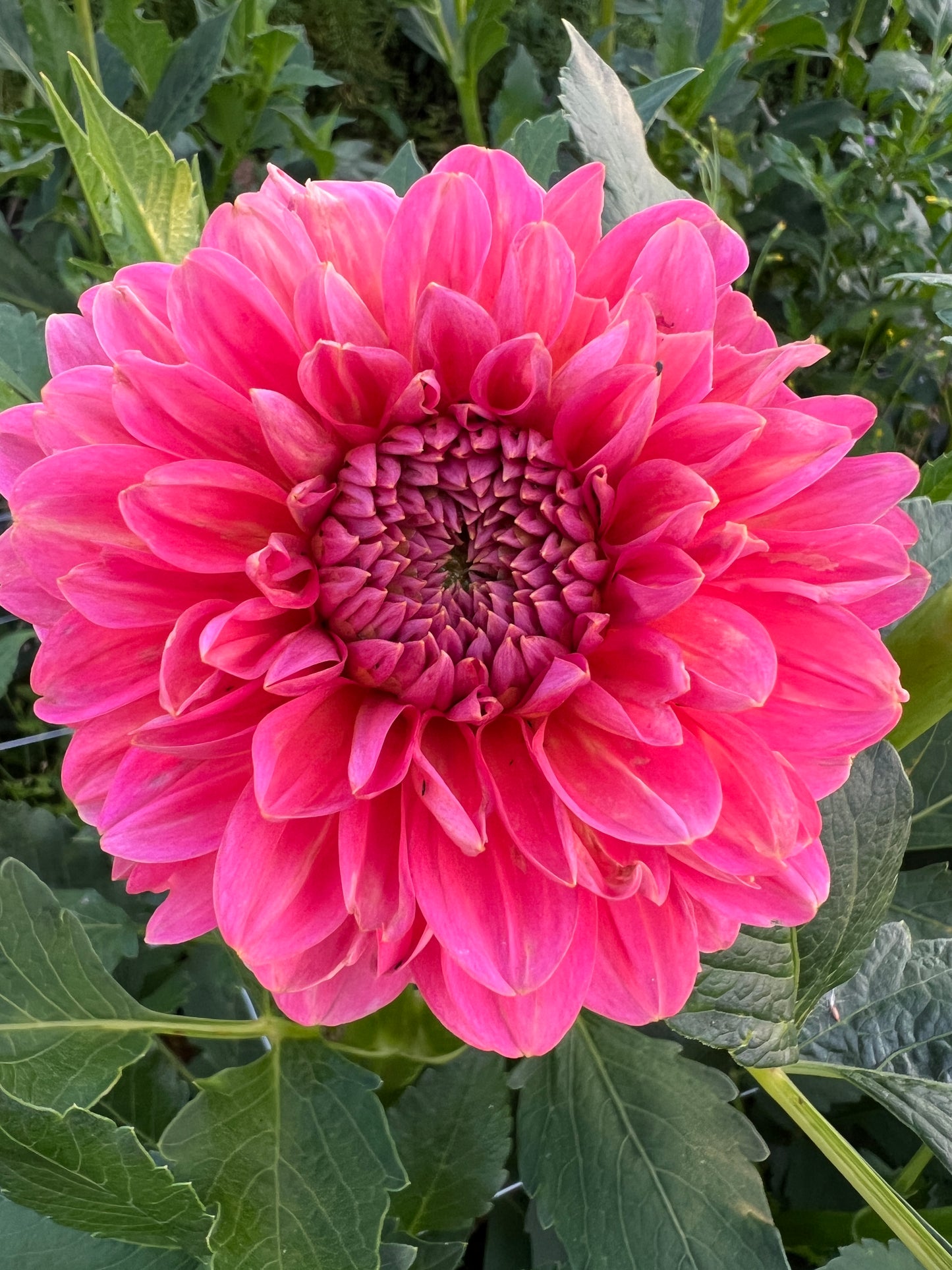 Pink Runner Dahlia Tuber