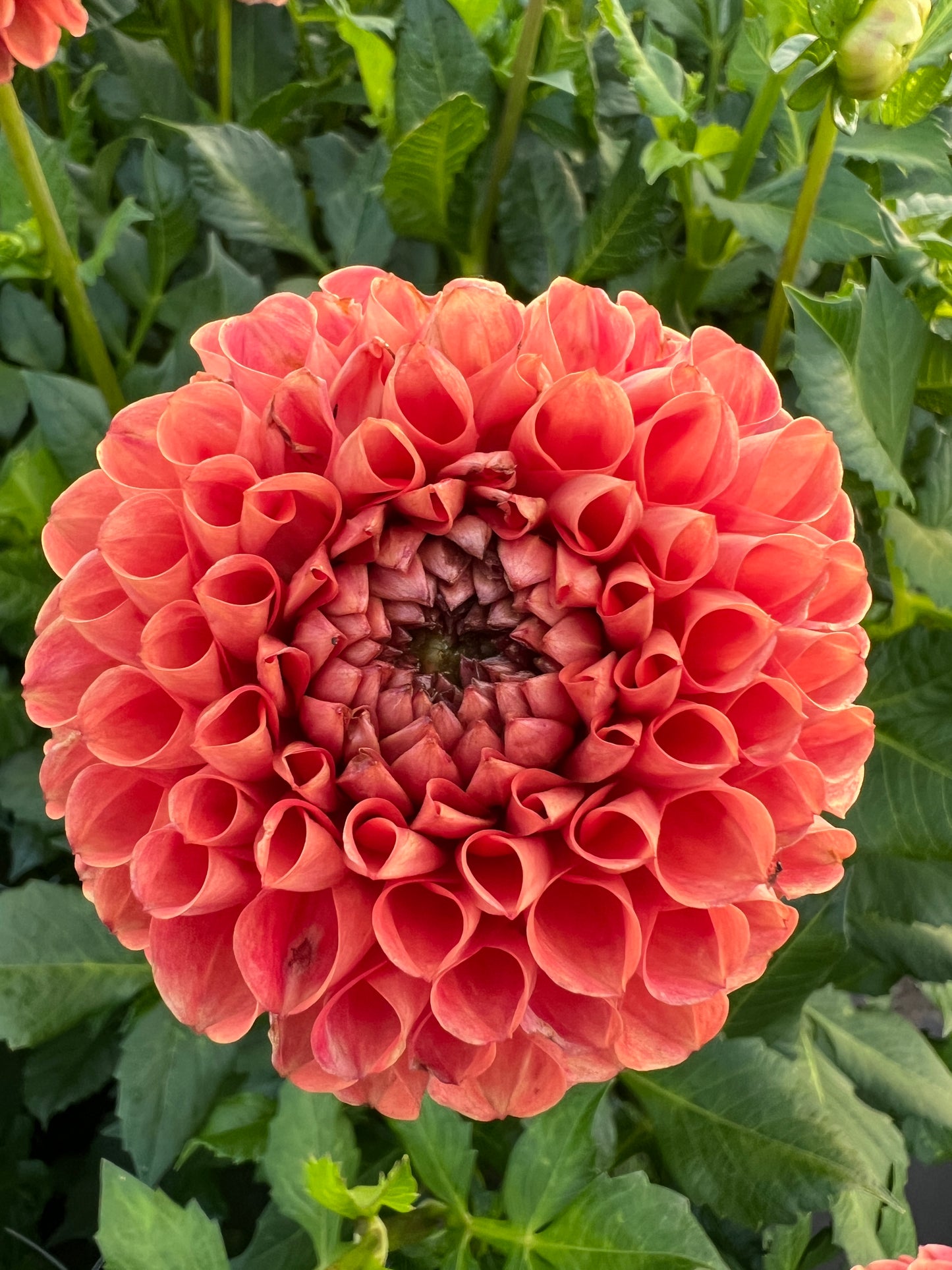 Cornel Brons Dahlia Tuber
