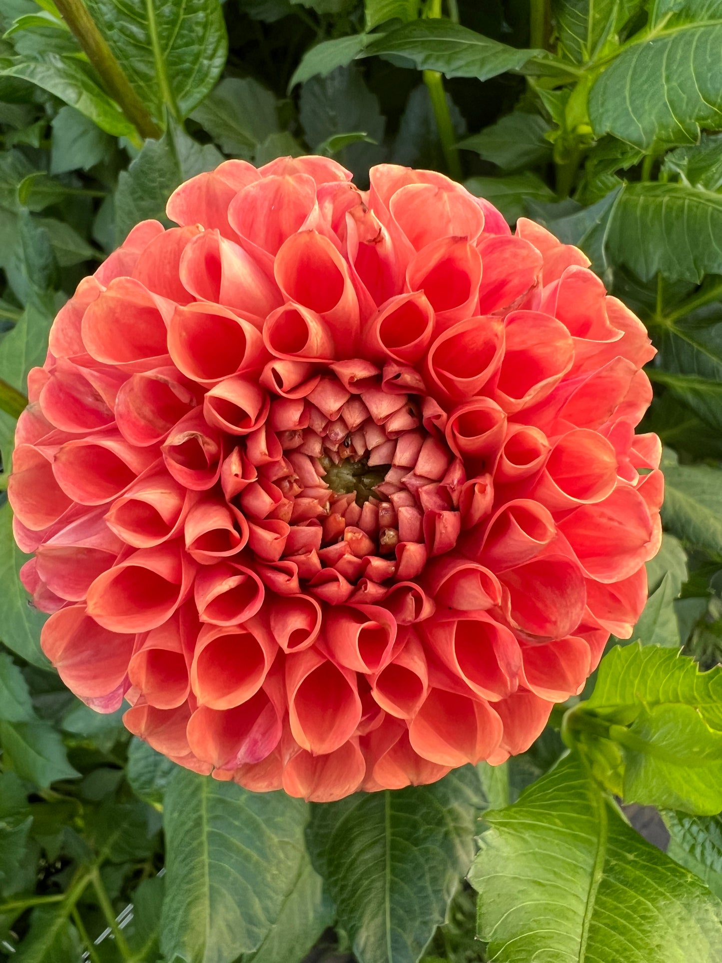 Cornel Brons Dahlia Tuber