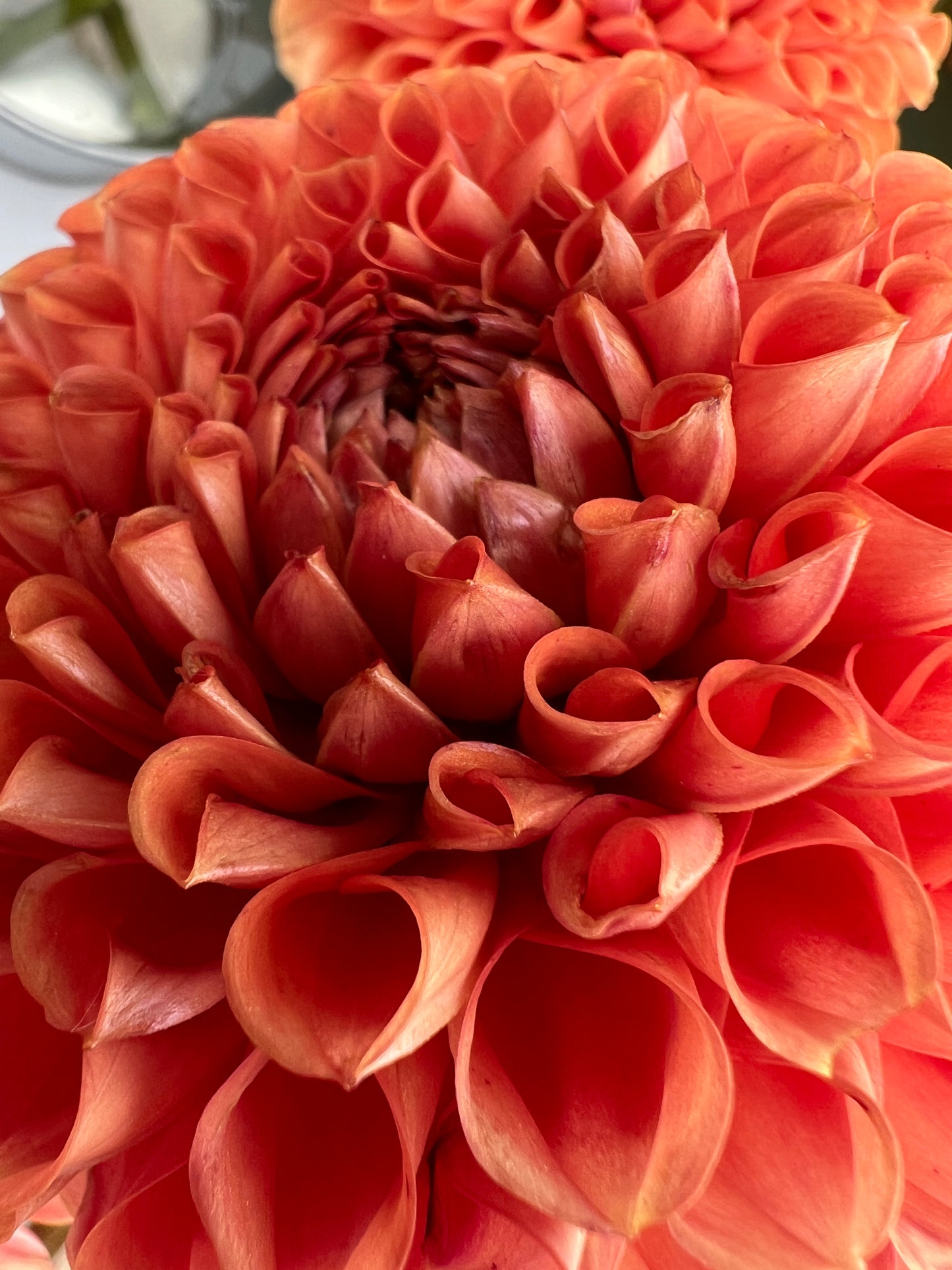 Cornel Brons Dahlia Tuber