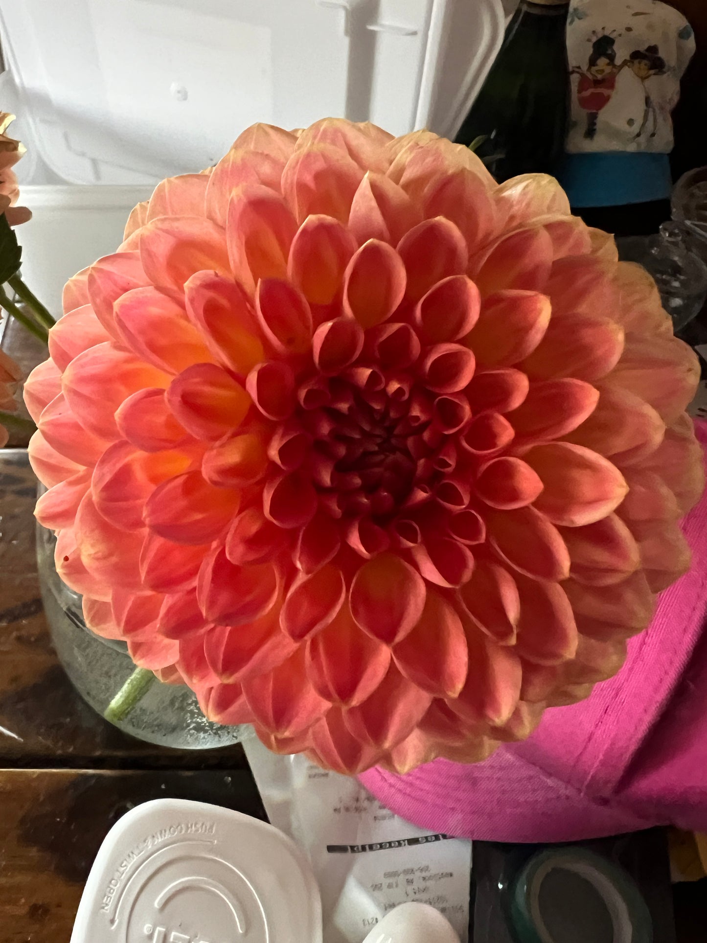 Cornel Brons Dahlia Tuber