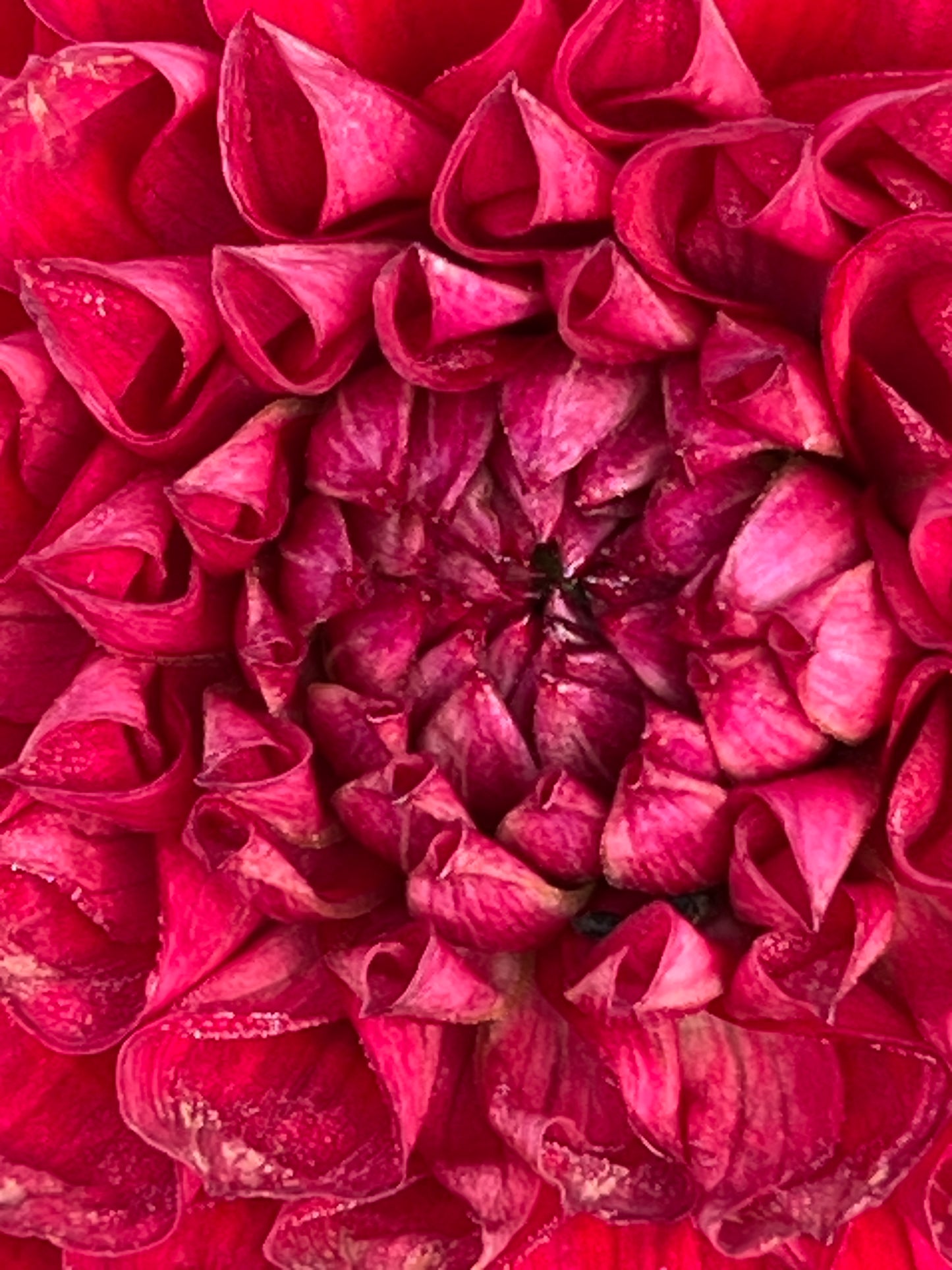 Cornel Dahlia Tuber