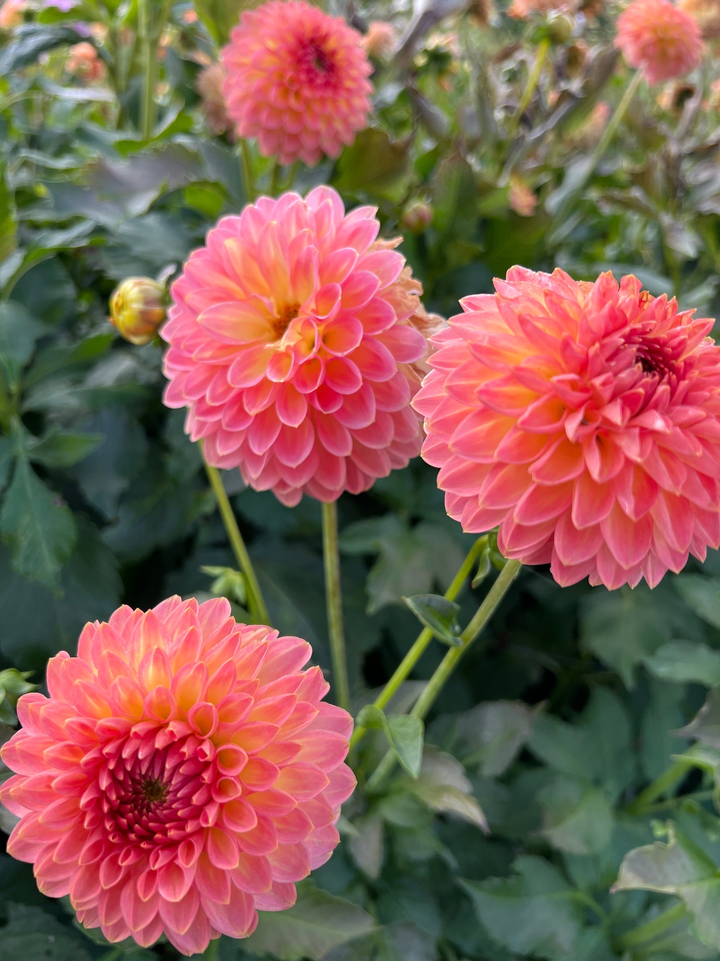 Hillcrest Suffusion Dahlia Tuber