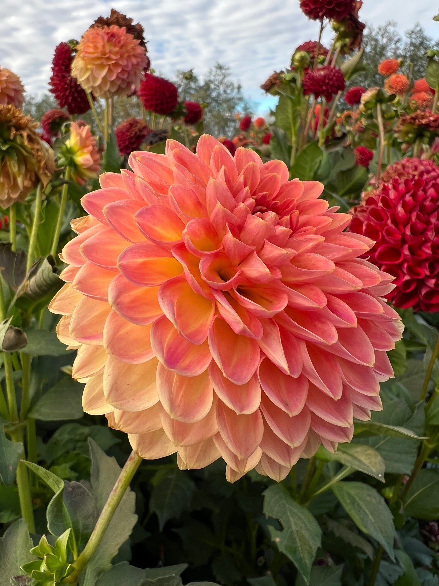 Hillcrest Suffusion Dahlia Tuber