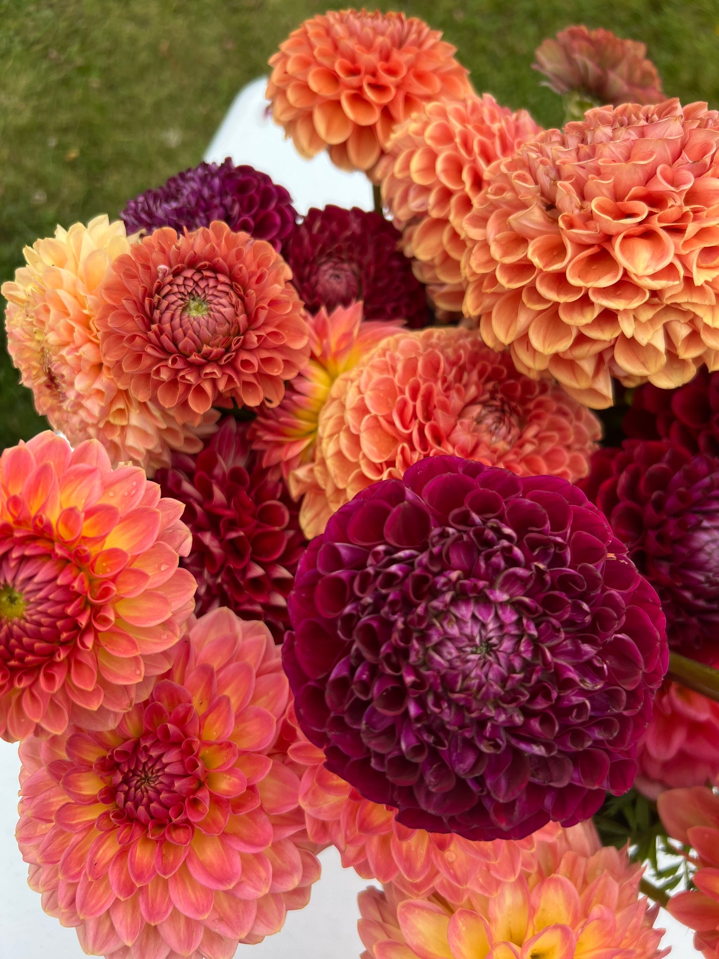 Ivanetti Dahlia Tuber