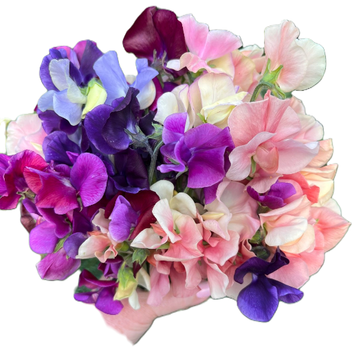 Flower Moon Farm Sweet Pea Mix