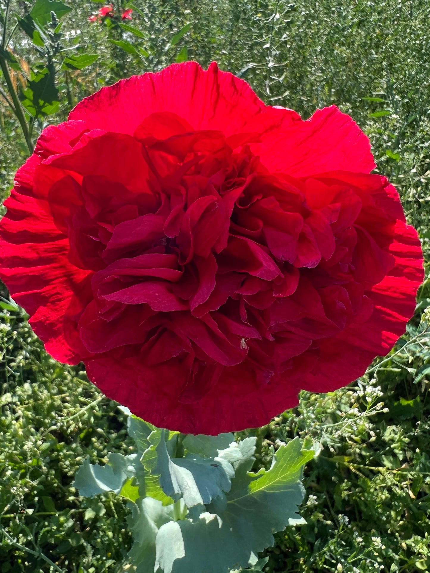 Giant Double Red Poppy - LIMITED QUANTITY!