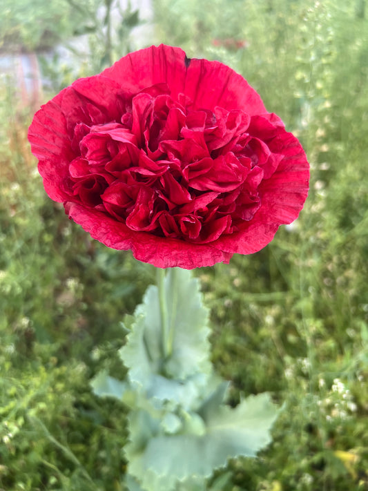 Giant Double Red Poppy - LIMITED QUANTITY!