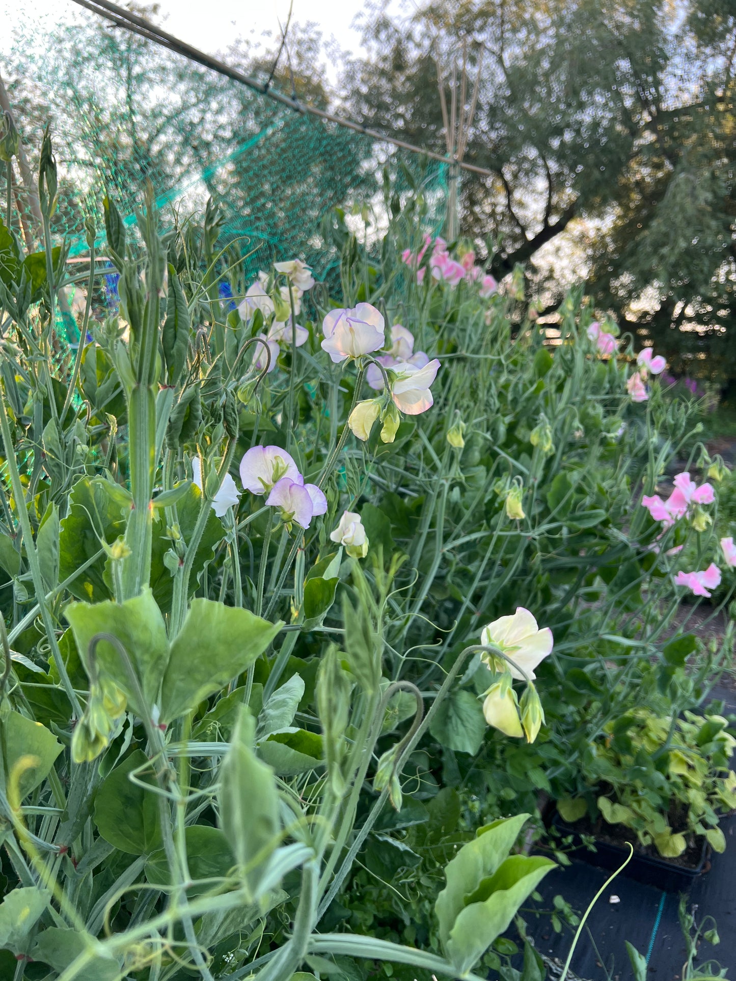 Flower Moon Farm Sweet Pea Mix