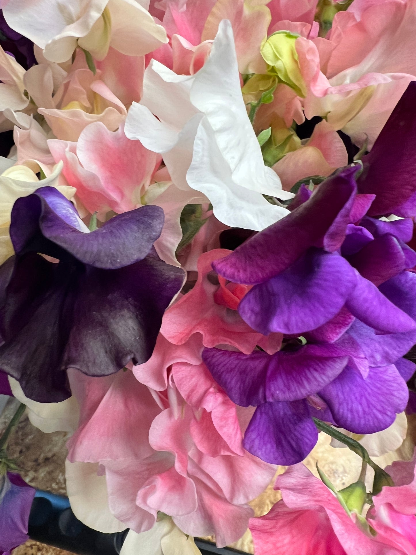 Flower Moon Farm Sweet Pea Mix