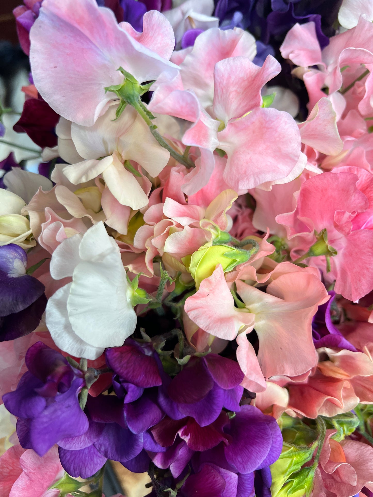 Flower Moon Farm Sweet Pea Mix