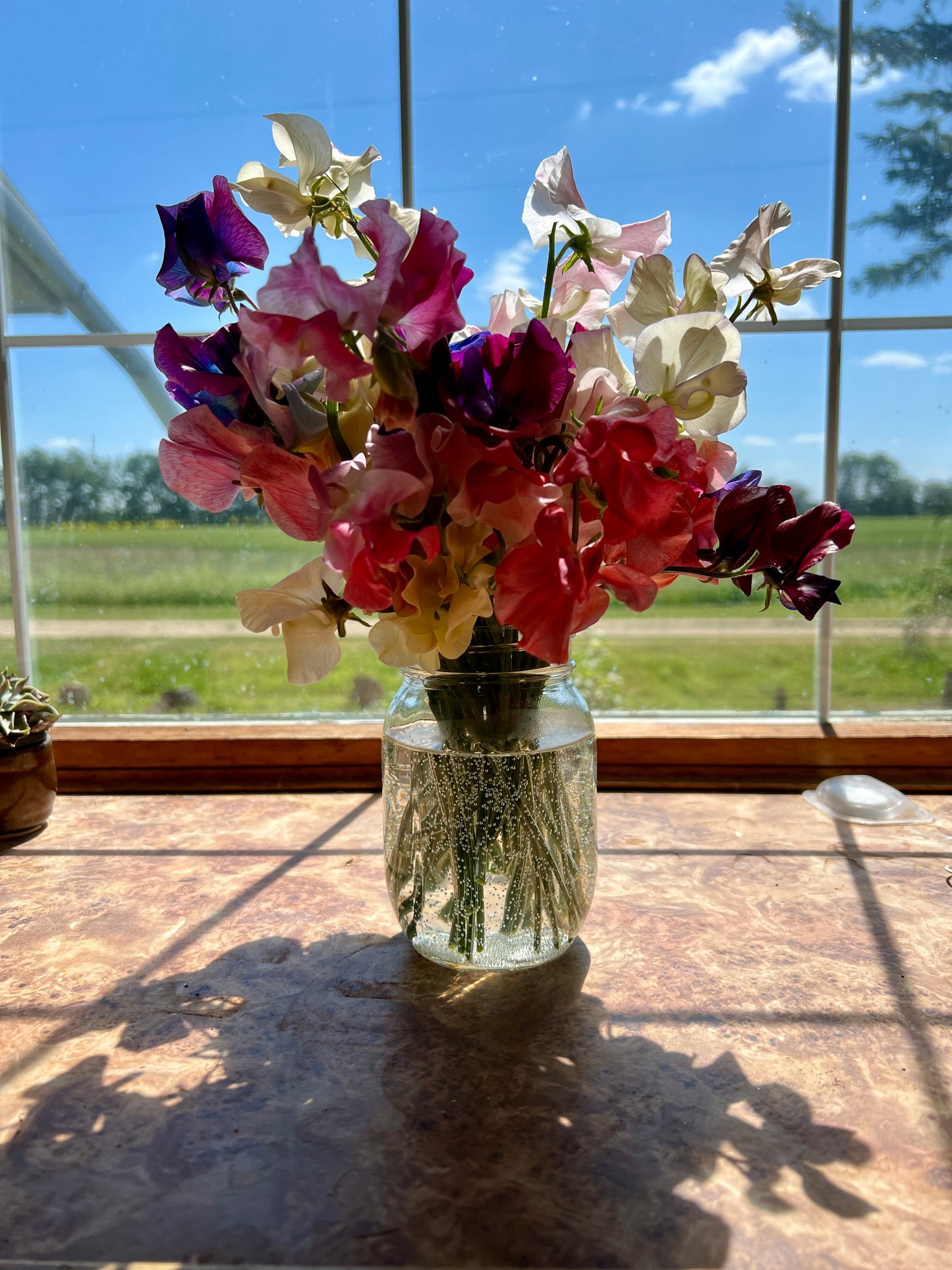 Flower Moon Farm Sweet Pea Mix