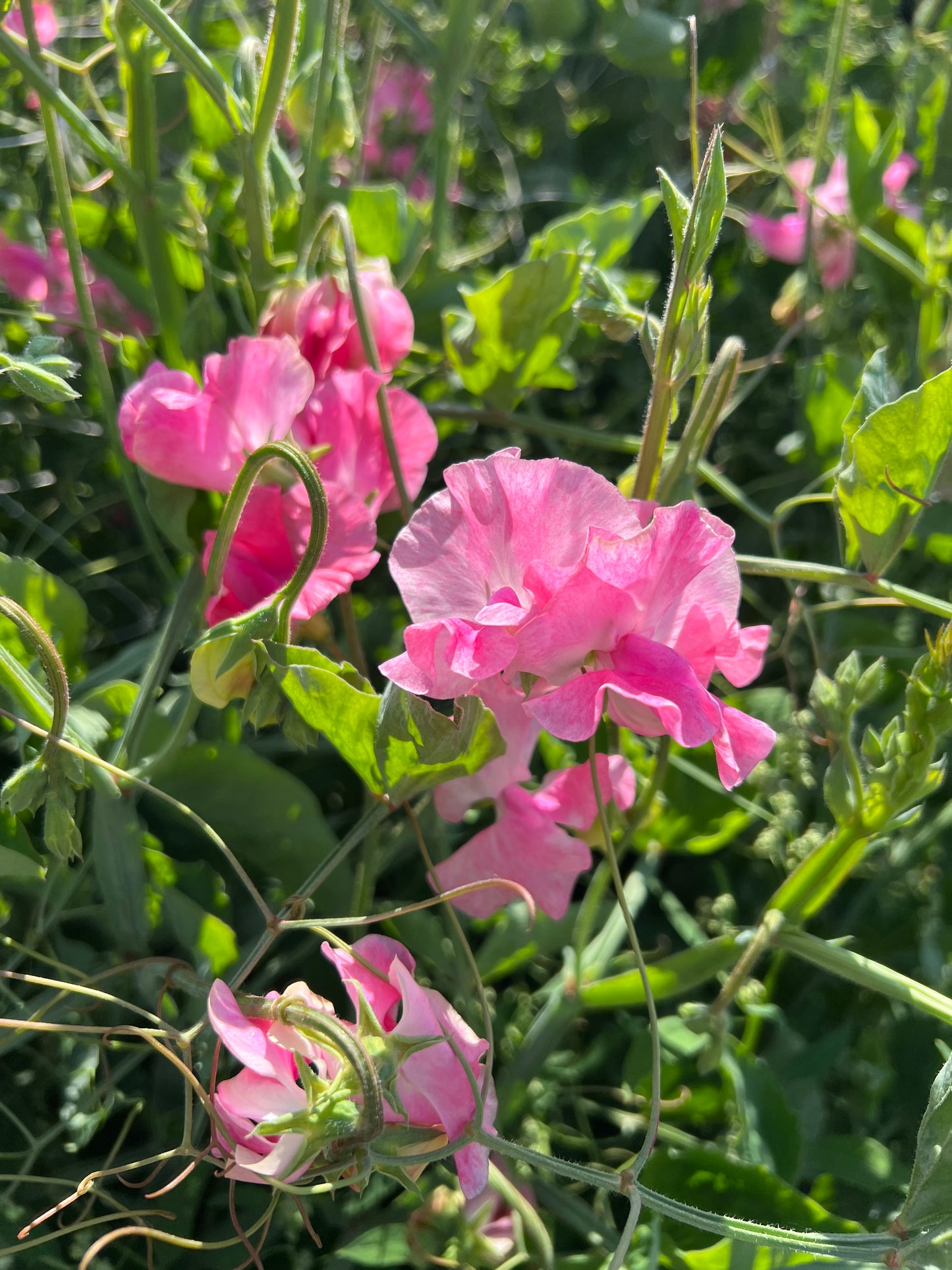 Flower Moon Farm Sweet Pea Mix