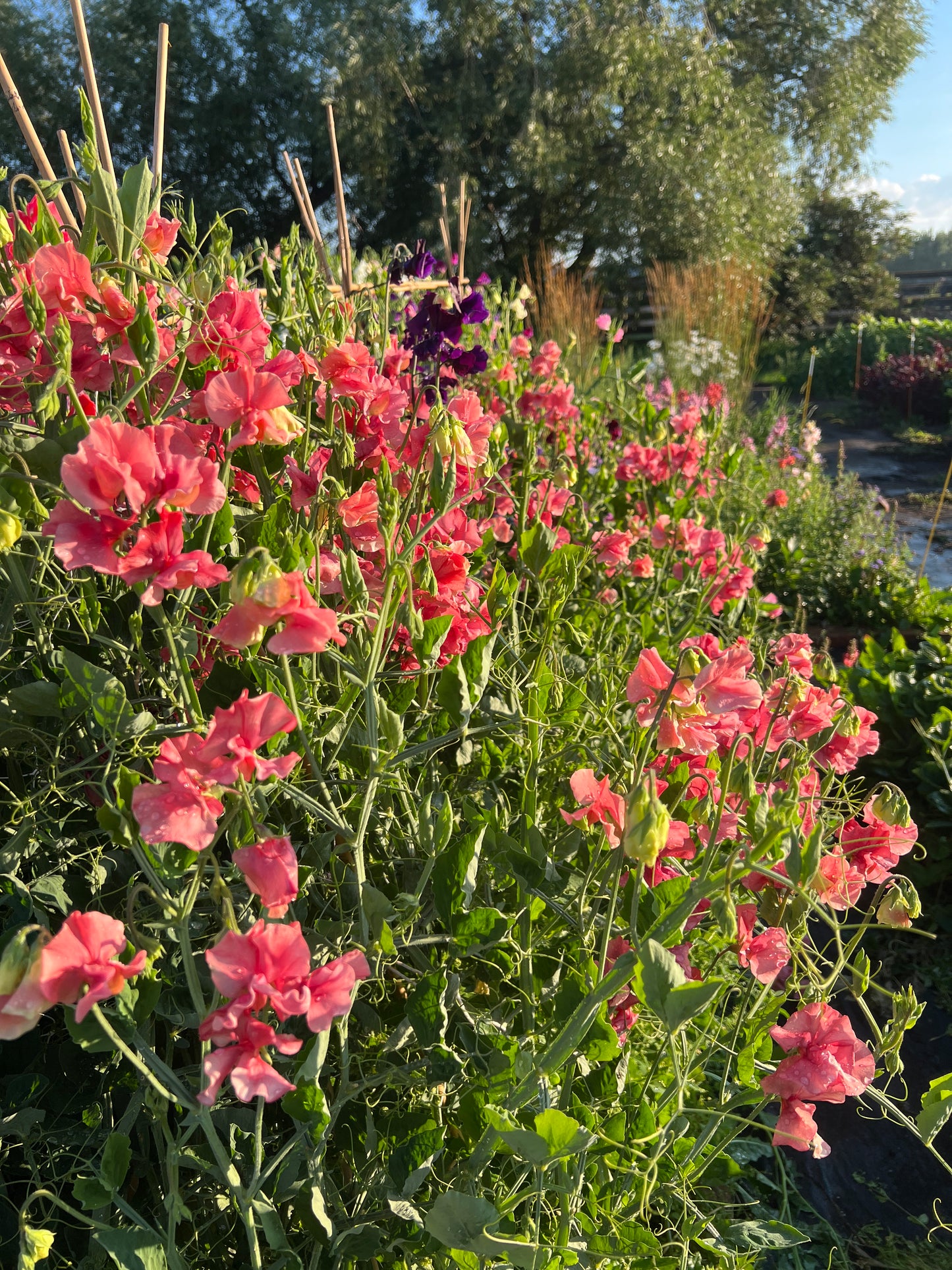 Flower Moon Farm Sweet Pea Mix