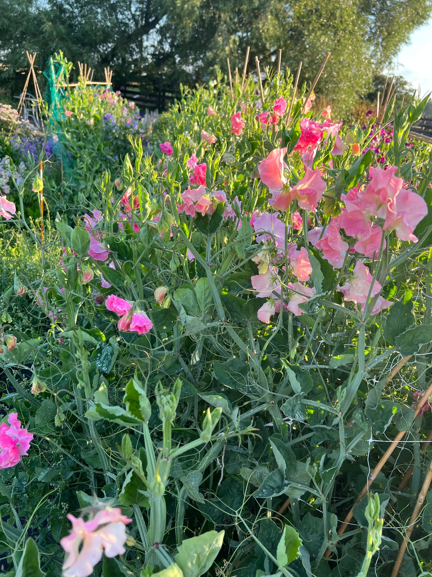 Flower Moon Farm Sweet Pea Mix