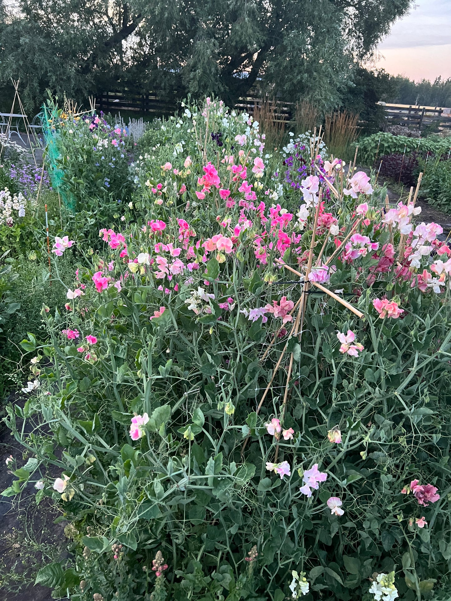 Flower Moon Farm Sweet Pea Mix