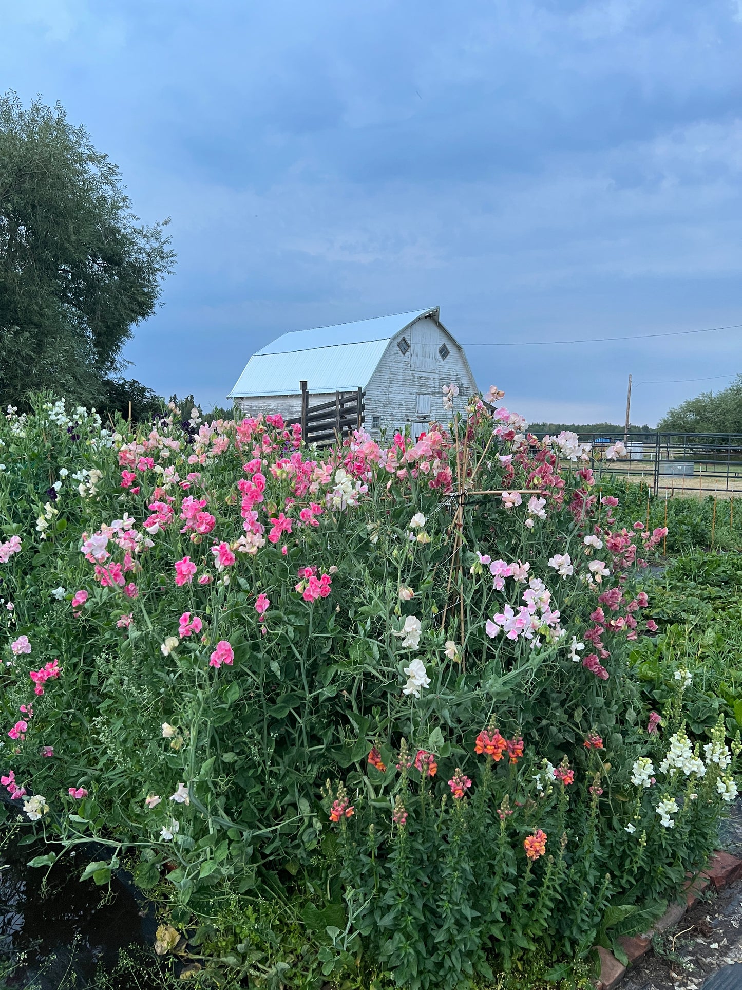 Flower Moon Farm Sweet Pea Mix