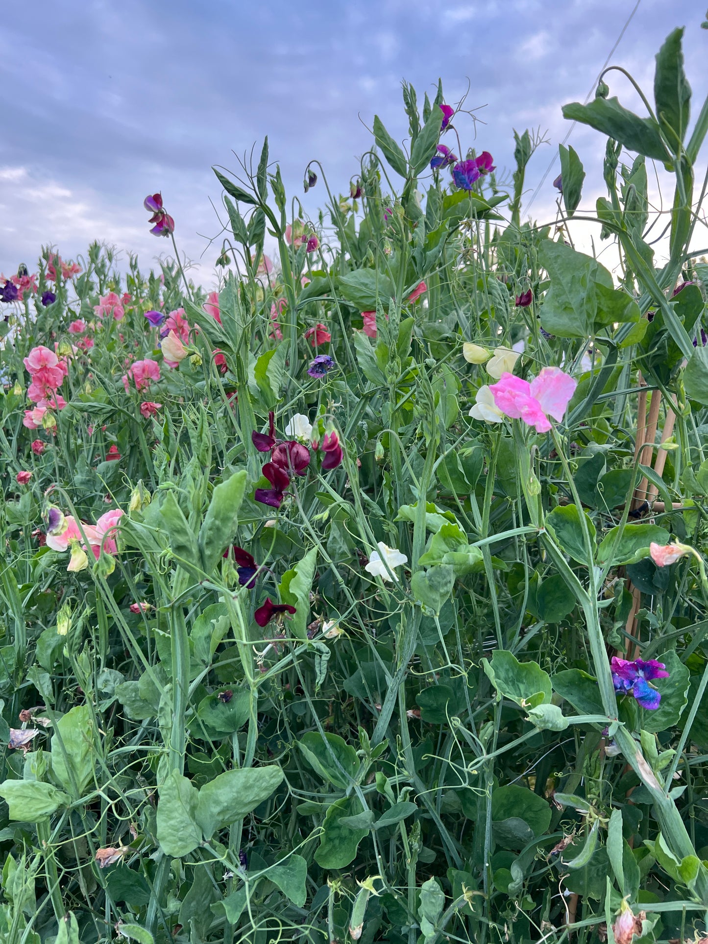 Flower Moon Farm Sweet Pea Mix