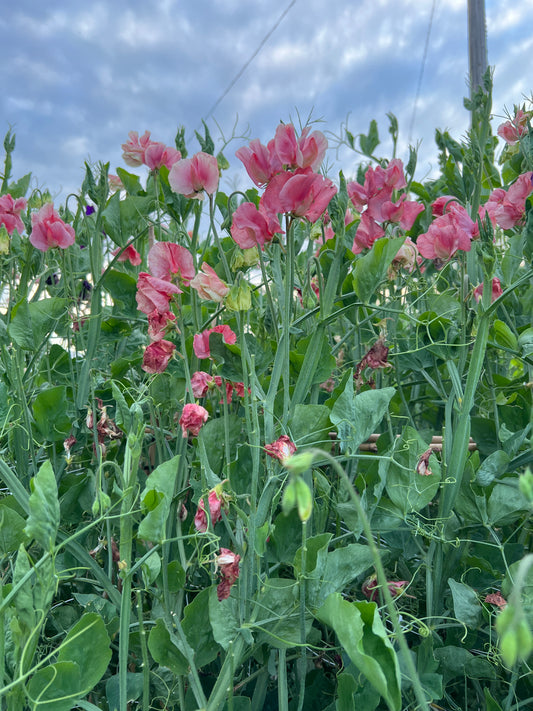 Flower Moon Farm Sweet Pea Mix