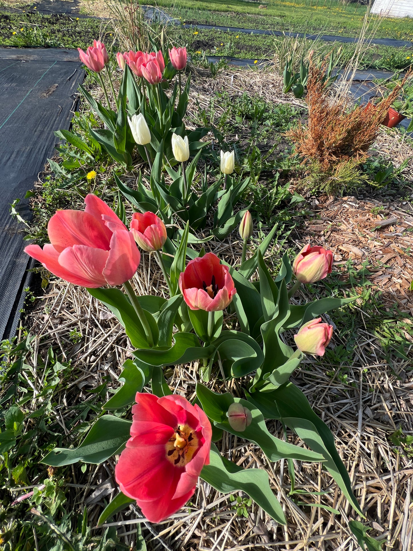 VIP :: Vibe Like Vincent Weekend Painting Workshop :: July 24 - 26, 2026