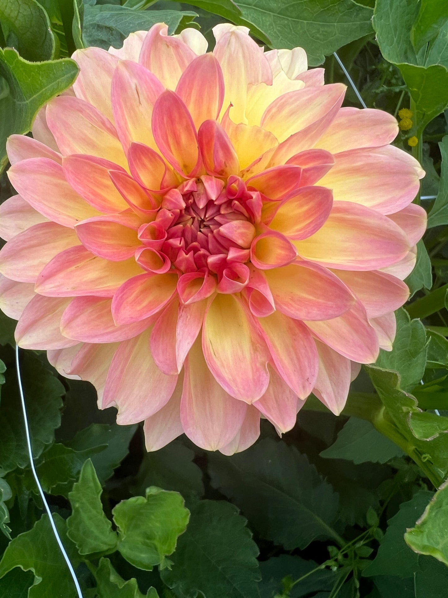 Hillcrest Suffusion Dahlia Tuber