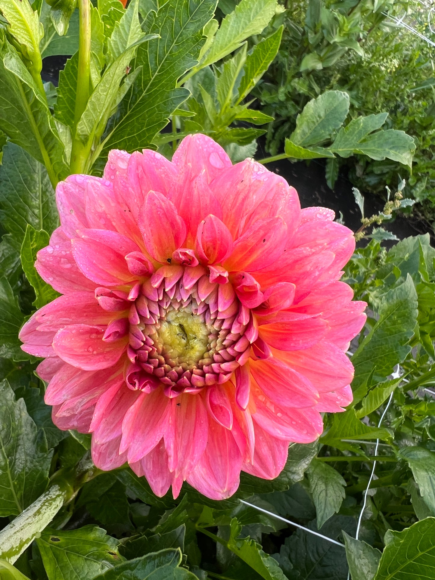 Pink Runner Dahlia Tuber