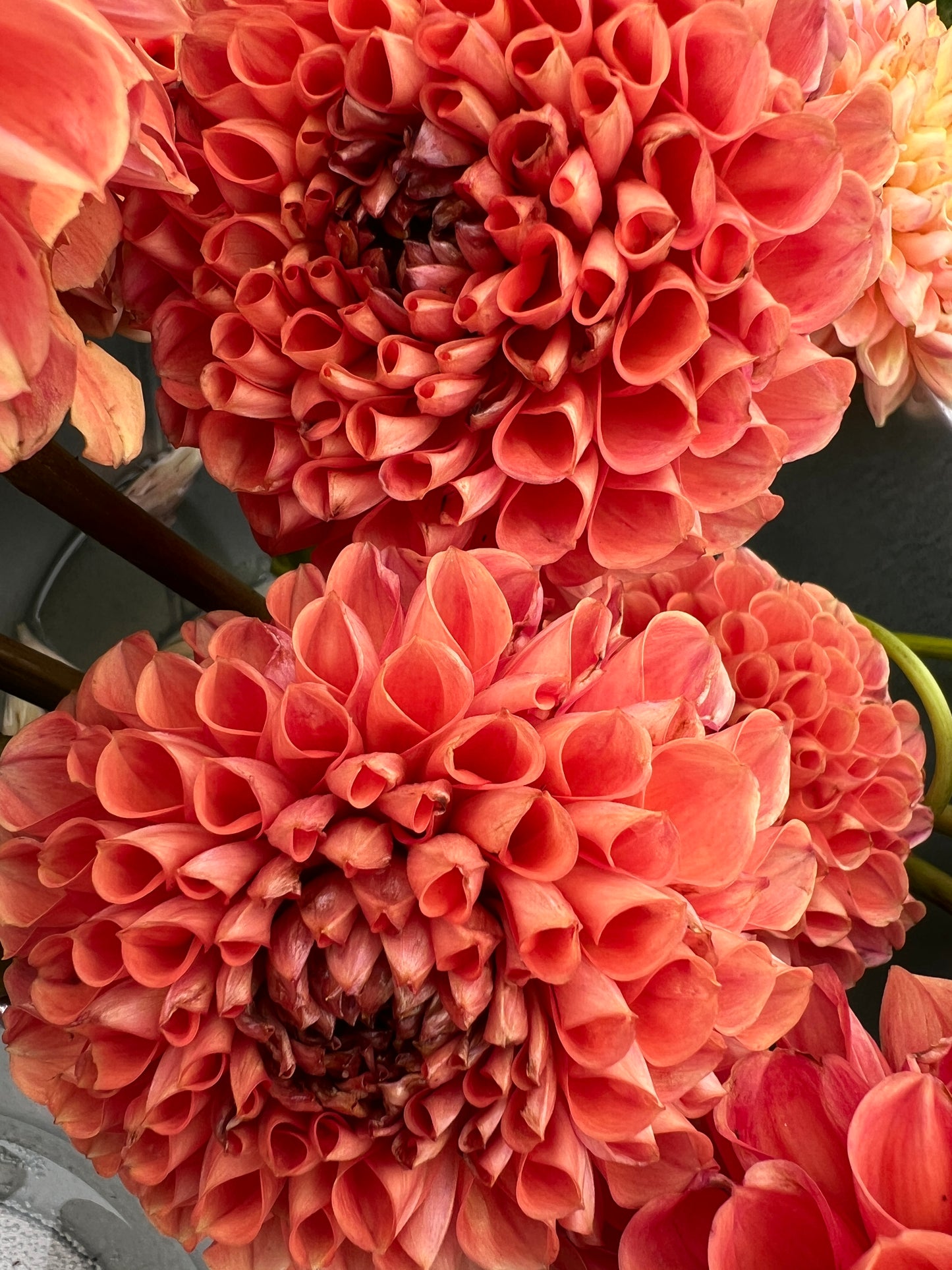 Cornel Brons Dahlia Tuber