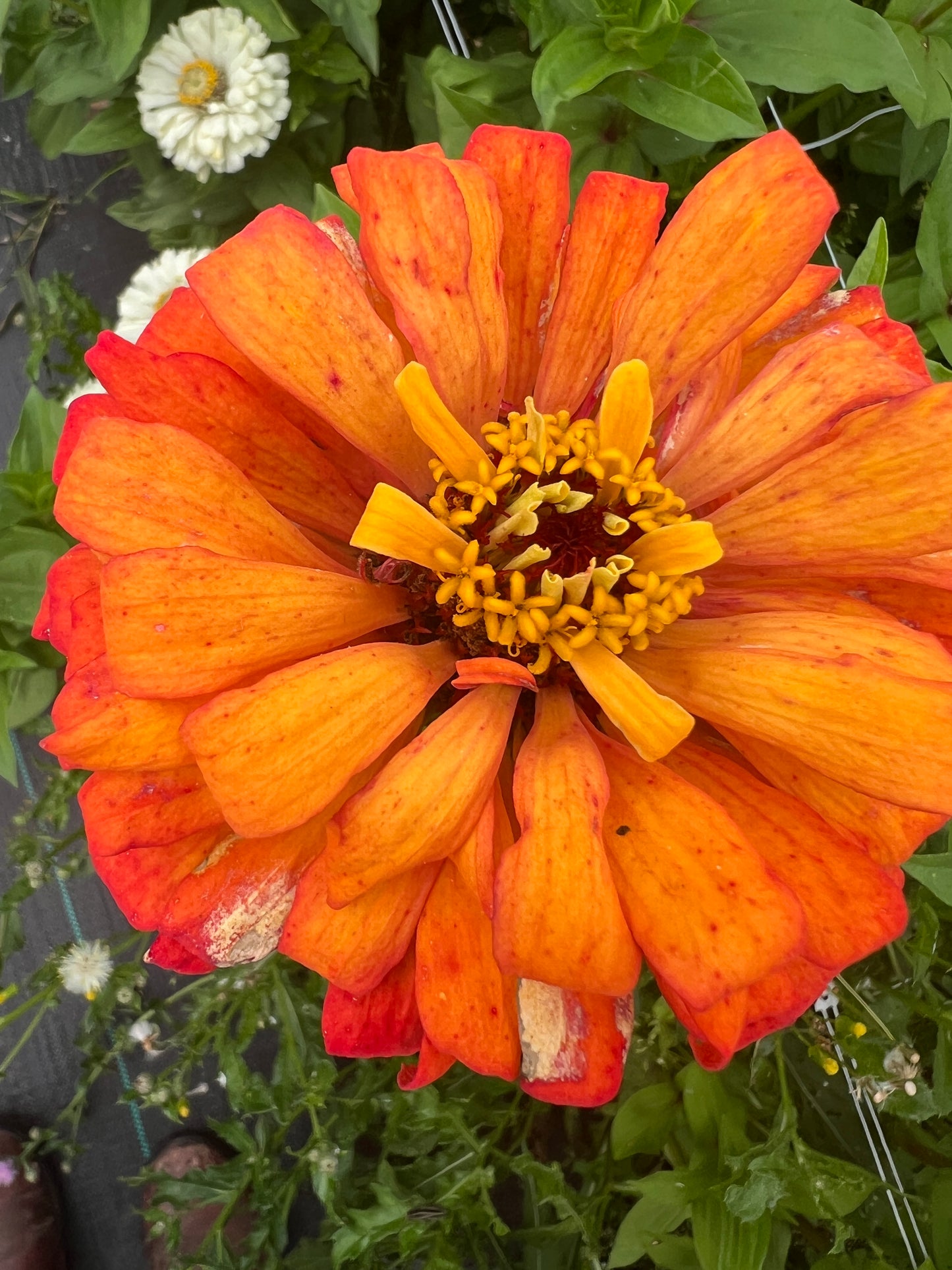 "Full Artist's Palette" Zinnia Seeds (50)