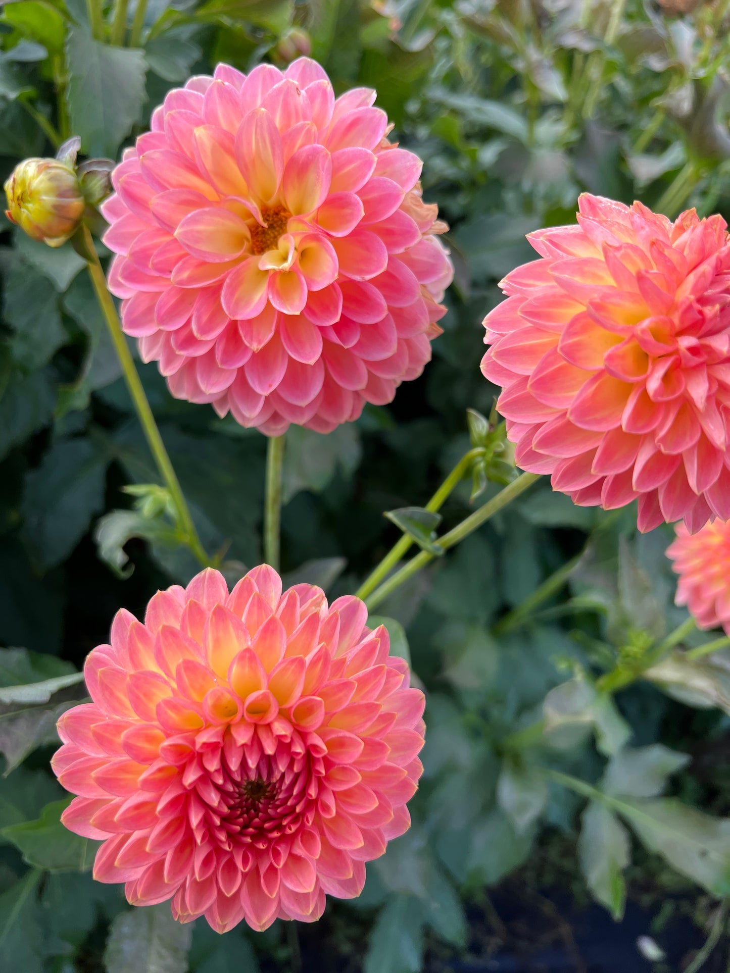 Hillcrest Suffusion Dahlia Tuber